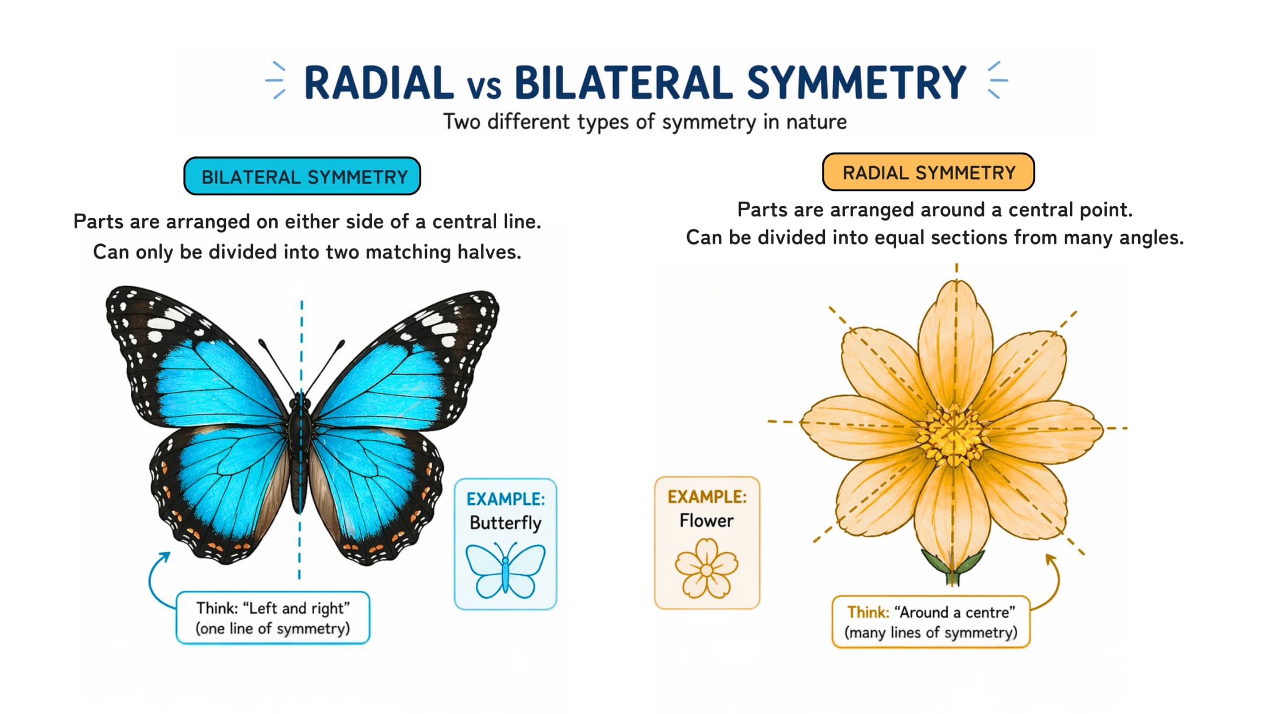 The difference between Bilateral and Radial symmetry